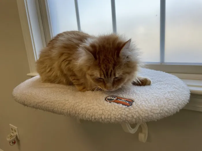 Hudson Veterinary Care Picture 3
