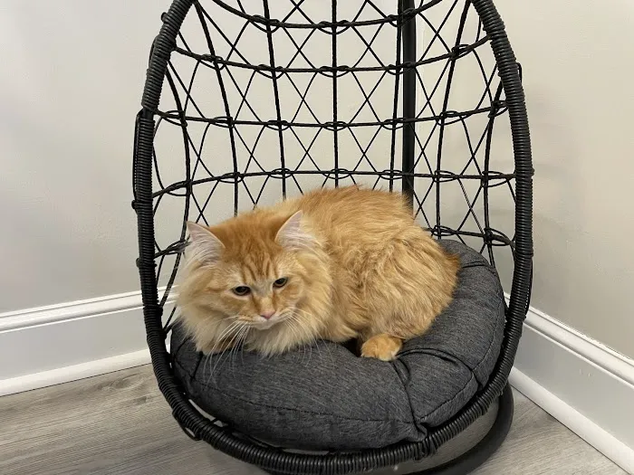 Hudson Veterinary Care Picture 5