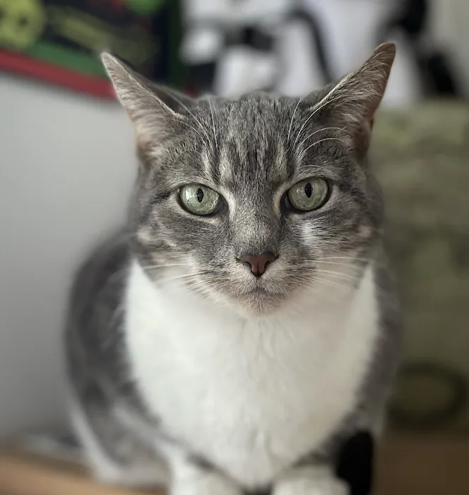 Hudson Veterinary Care Picture 6