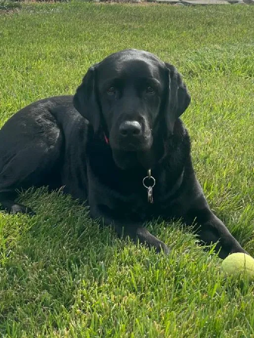 Hudson Veterinary Care Picture 8
