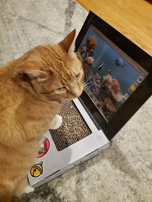 The Cat Doctor Picture 1