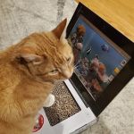 The Cat Doctor