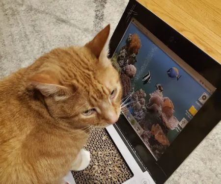 The Cat Doctor