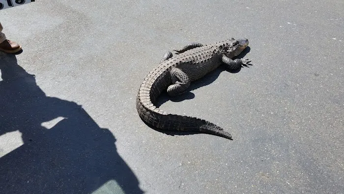 Pets To Go Picture 9