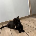 Lexington-Bedford Veterinary Hospital