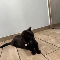 Lexington-Bedford Veterinary Hospital ico