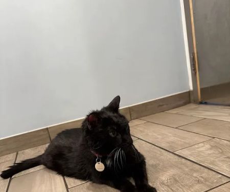 Lexington-Bedford Veterinary Hospital