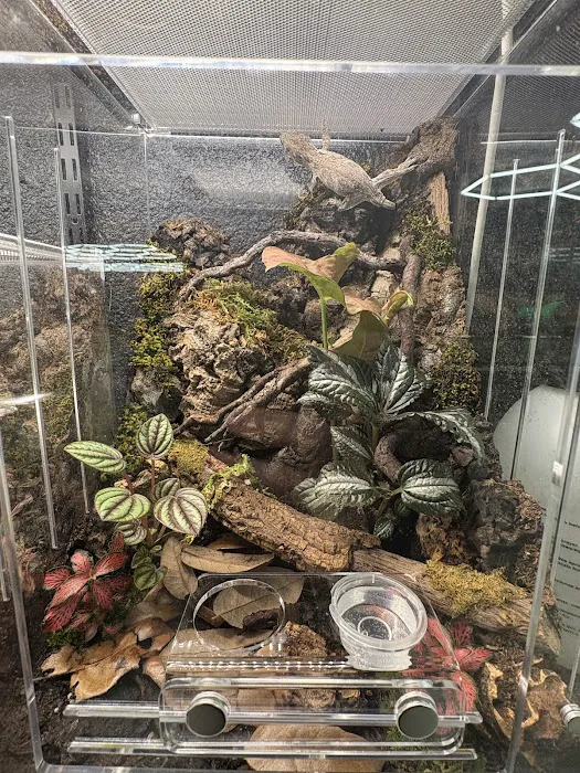 Capital city reptiles Picture 9