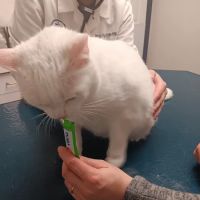 Lake Katrine Animal Hospital ico