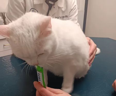 Lake Katrine Animal Hospital