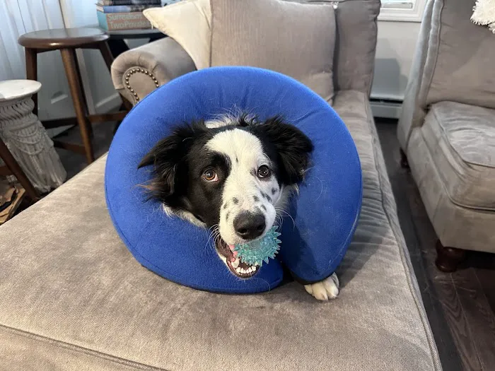 Lake Katrine Animal Hospital Picture 5