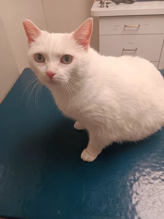 Lake Katrine Animal Hospital Picture 7