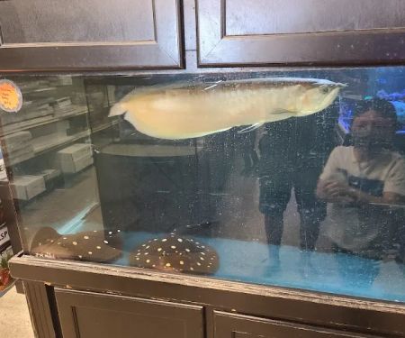 Fish Freaks