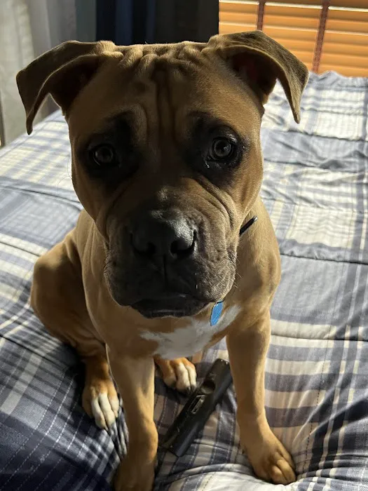 Ulster Animal Hospital Picture 3