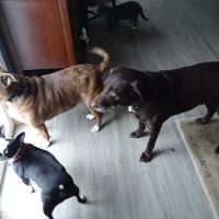 Ulster Animal Hospital ico