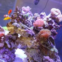 Aqua Pets ico