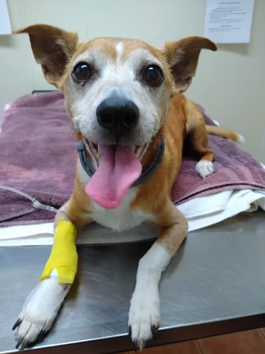Saugerties Animal Hospital Picture 2