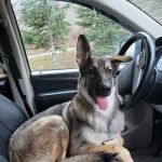 Saugerties Animal Hospital