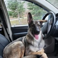 Saugerties Animal Hospital ico