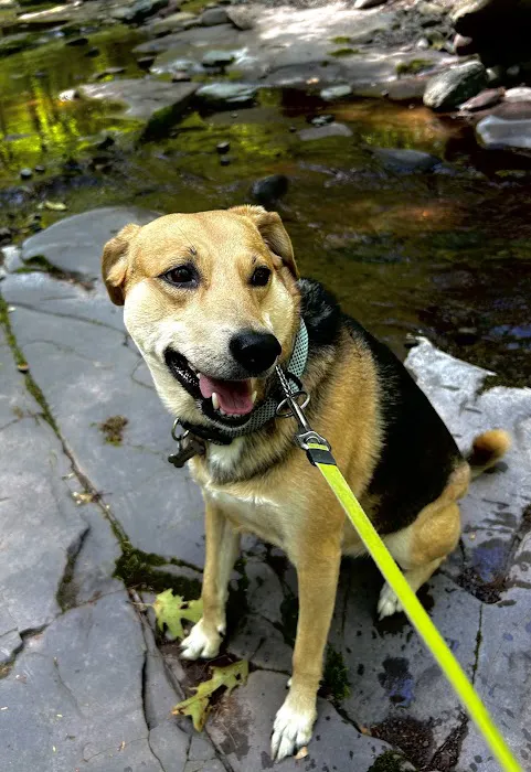 Saugerties Animal Hospital Picture 5