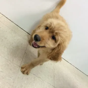 pets r us Picture 5