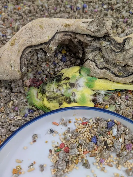 pets r us Picture 9