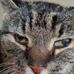 Stroudsburg Animal Hospital