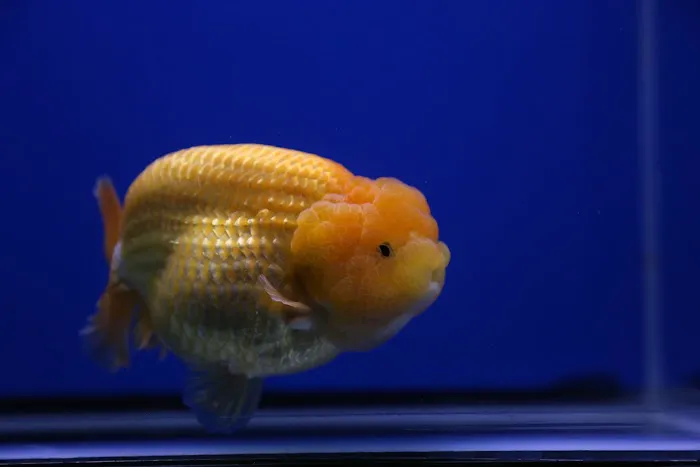 Jimmy Goldfish Picture 3