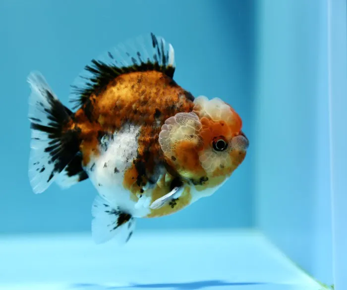 Jimmy Goldfish Picture 2