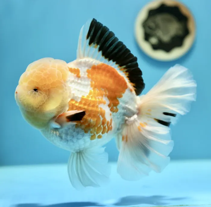 Jimmy Goldfish Picture 5