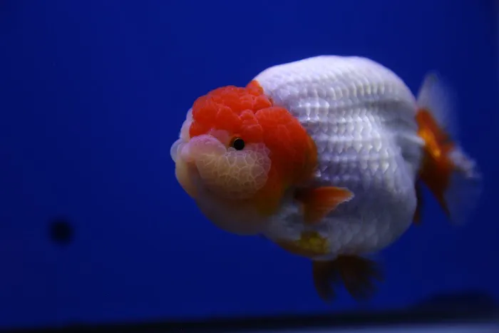 Jimmy Goldfish Picture 4