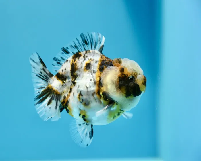 Jimmy Goldfish Picture 7