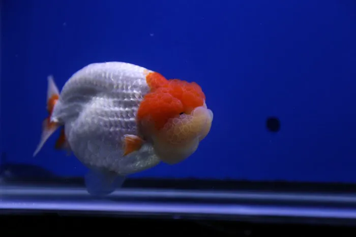 Jimmy Goldfish Picture 8