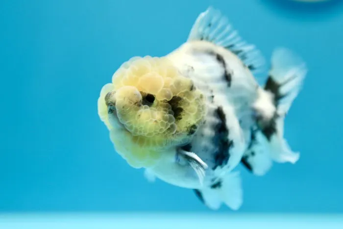 Jimmy Goldfish Picture 9