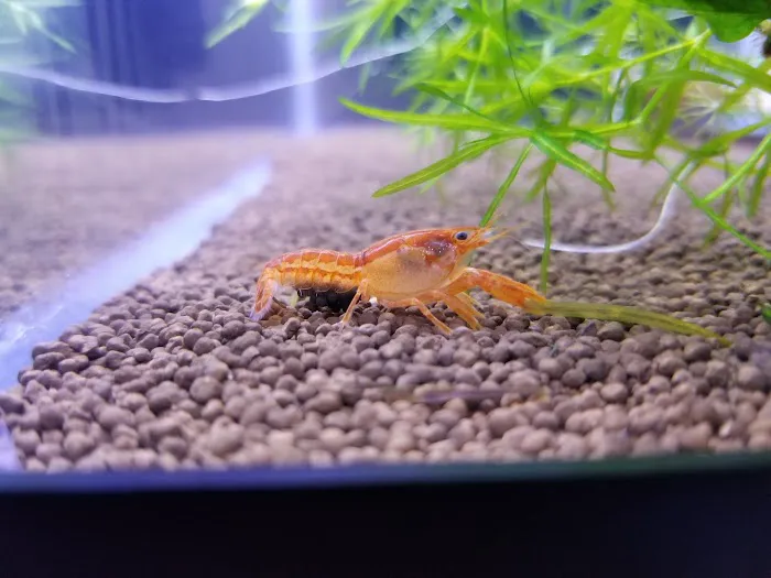 Shrimp Boutique Picture 3