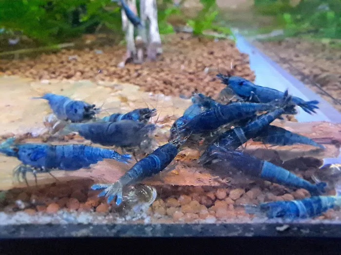 Shrimp Boutique Picture 1