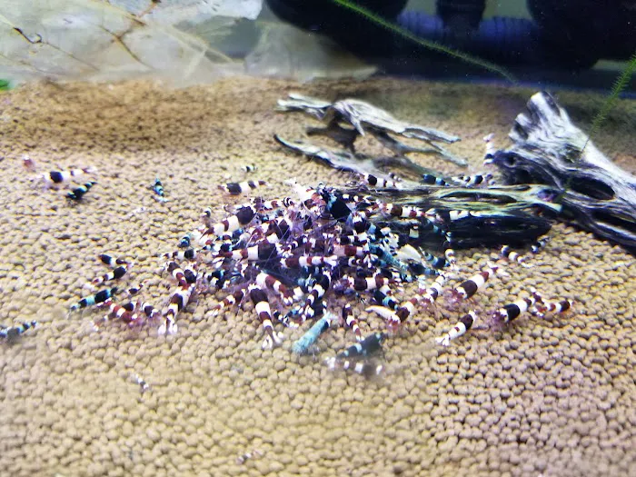 Shrimp Boutique Picture 2