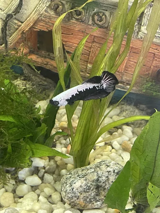 Too Many Tanks Picture 5