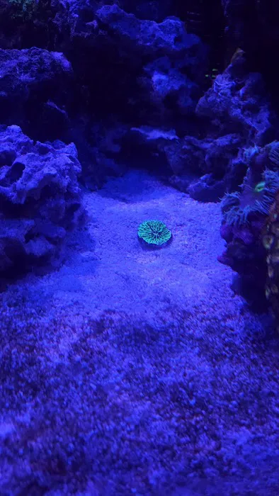 Too Many Tanks Picture 7