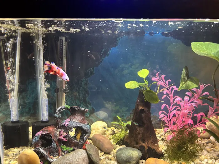 Too Many Tanks Picture 10