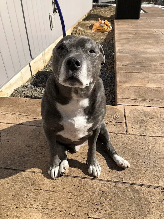 VCA AVH Animal Hospital Picture 5