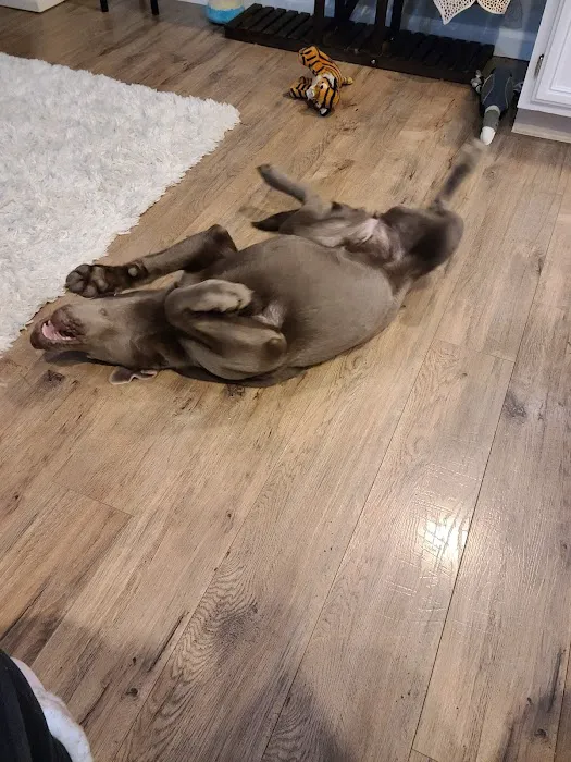 VCA AVH Animal Hospital Picture 8