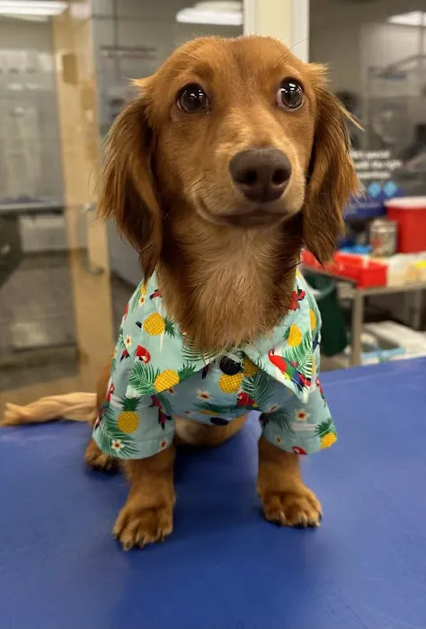 VCA AVH Animal Hospital Picture 9