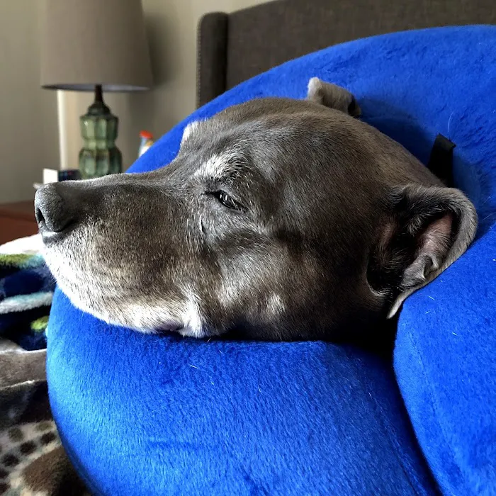 VCA AVH Animal Hospital Picture 10