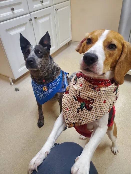 Leck Veterinary Picture 7