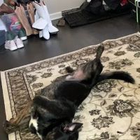 Petco ico