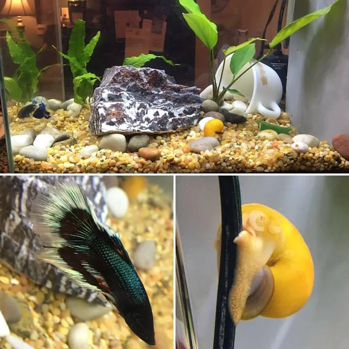 Petco Picture 10