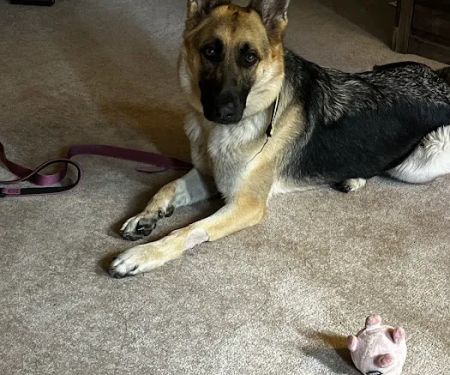 Critter Sitters