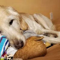 North Winds Veterinary Services ico