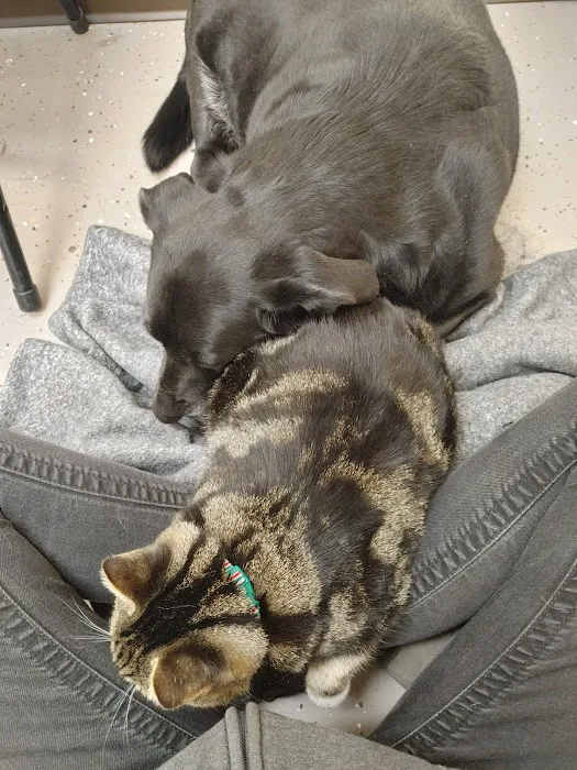 North Winds Veterinary Services Picture 4